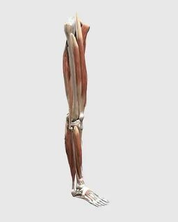 Human leg