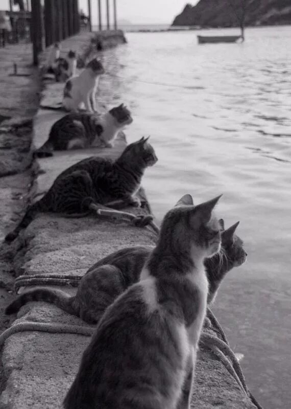 Костя шаланды полные кефали. Коты. Котик на море. Коты в ожидании. Коты ждут.