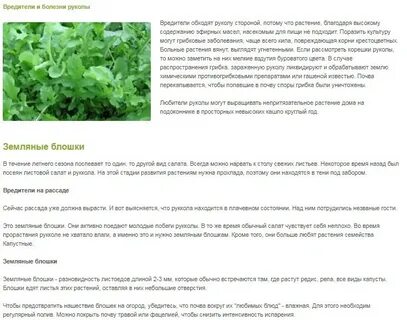 Листья редиски в дырочку что делать