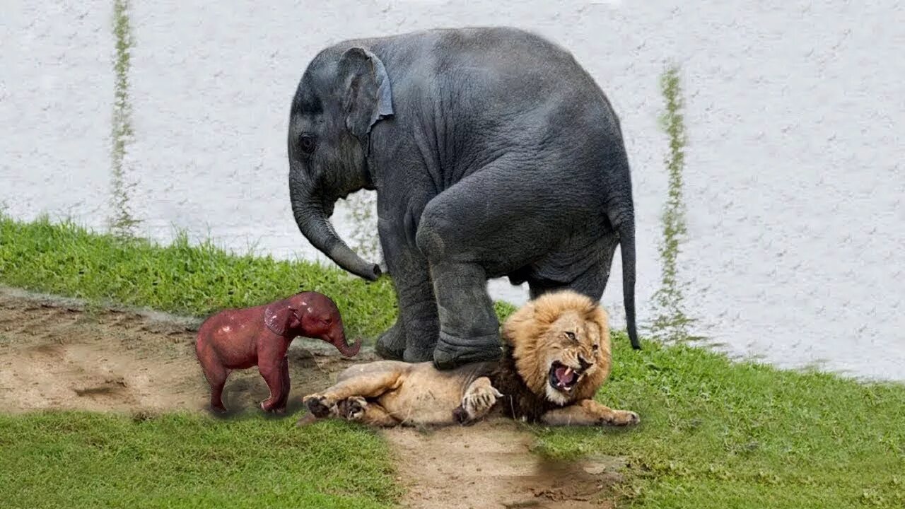 Детеныш гепарда. Необычное поведение животных. Какое животное защищает. Животное защищается от врагов. Какое животное защищает.