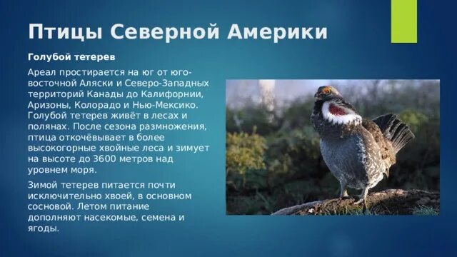 Южные птицы название. Какая птица в америке. Какая птица в америке. Земляной дятел. Калифорнийская кустарниковая сойка.