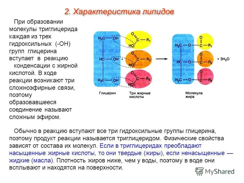 Молекулы жиров образуются из глицерина и высших. Связь в молекуле жира. молекулы жира образуются из. сложноэфирная связь триглицеридов. из чего образуются биомолекулы липидов.