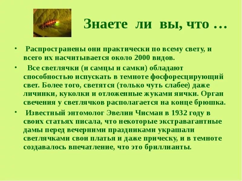 Светлячки описание для детей. Доклад про светлячков. Светлячок доклад 3 класс. Рассказы люби живое.