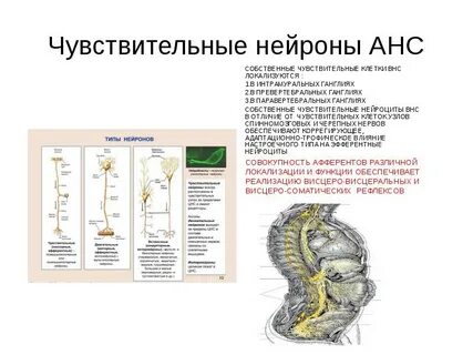 Автономные нервные узлы