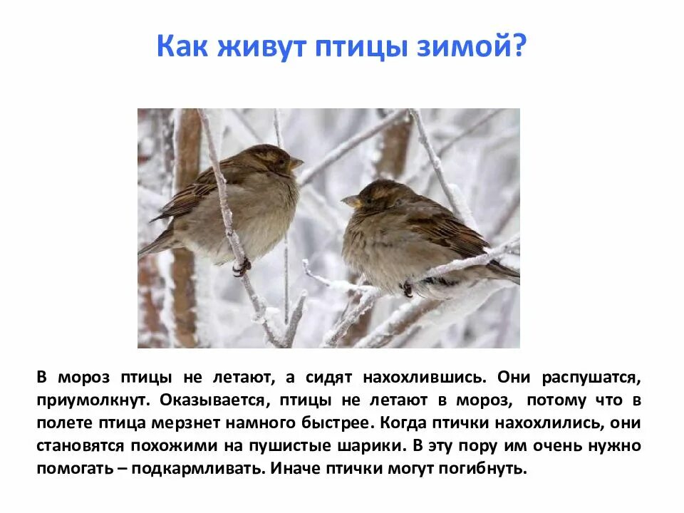 Как живется птицам