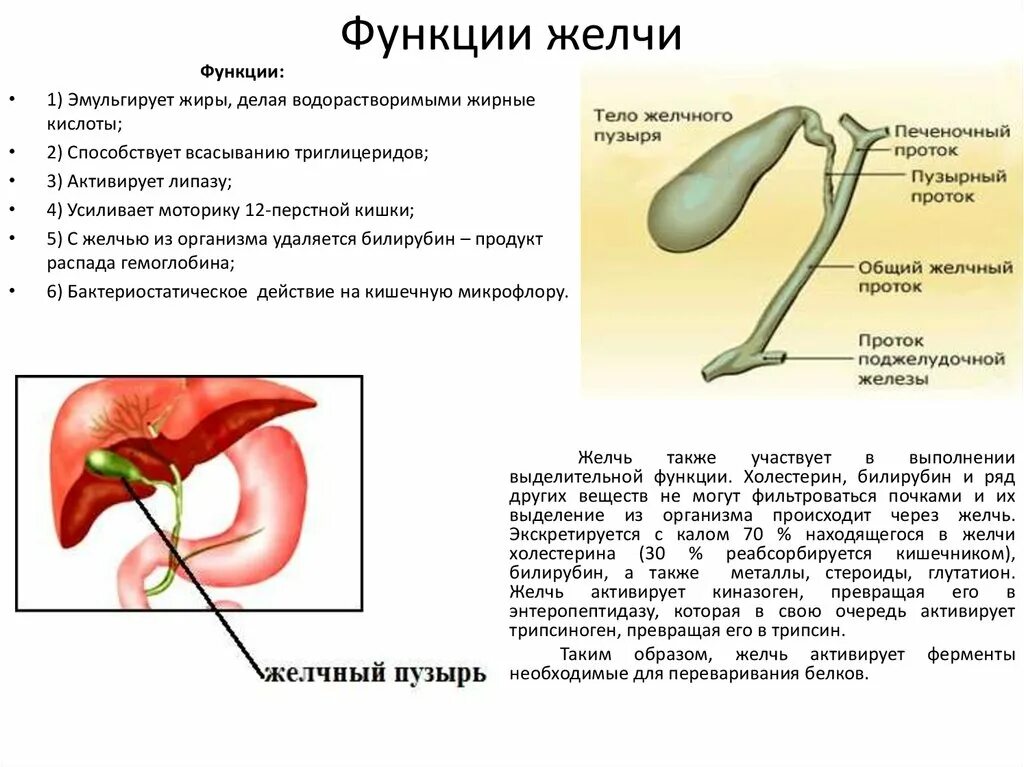 Какую роль в пищеварении выполняет желчь. Желчный пузырь функции в организме. функции печени и желчного пузыря. функции печеночной желчи. роль желчного пузыря в организме.