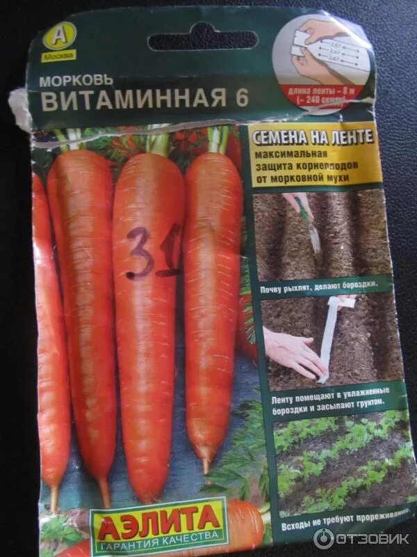 Морковь нантская семена. Зеленая морковь сорт. Морковные семена. Семена моркови на ленте. Семена моркови на ленте.