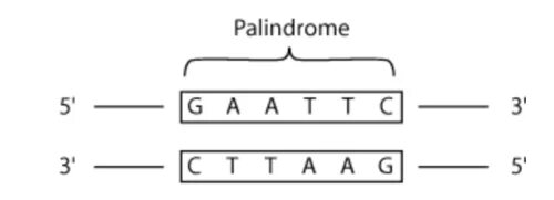 DNA Palindrome. Палиндром генетика. Палиндром иконка. What is Palindrome.