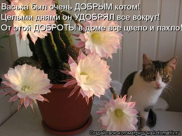 уборка в доме. хозяйка цветущего дома 38. хозяйка усадьбы. цветет кактус примета. девушка в цветочном саду.