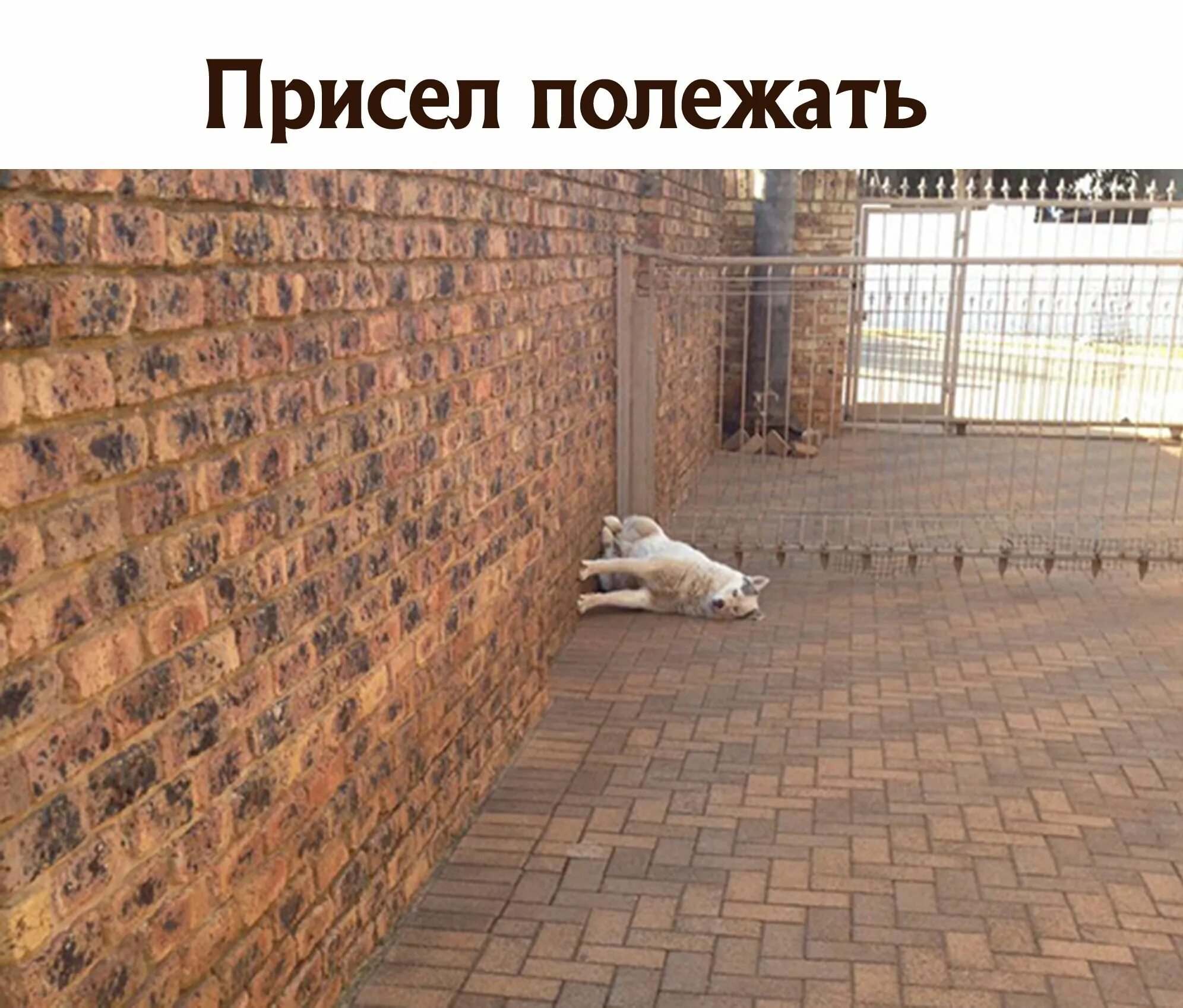 Присел прилег. Кот сяду полежать. Присел полежать мем. Присел прилечь. Собака сидит лежит стоит.