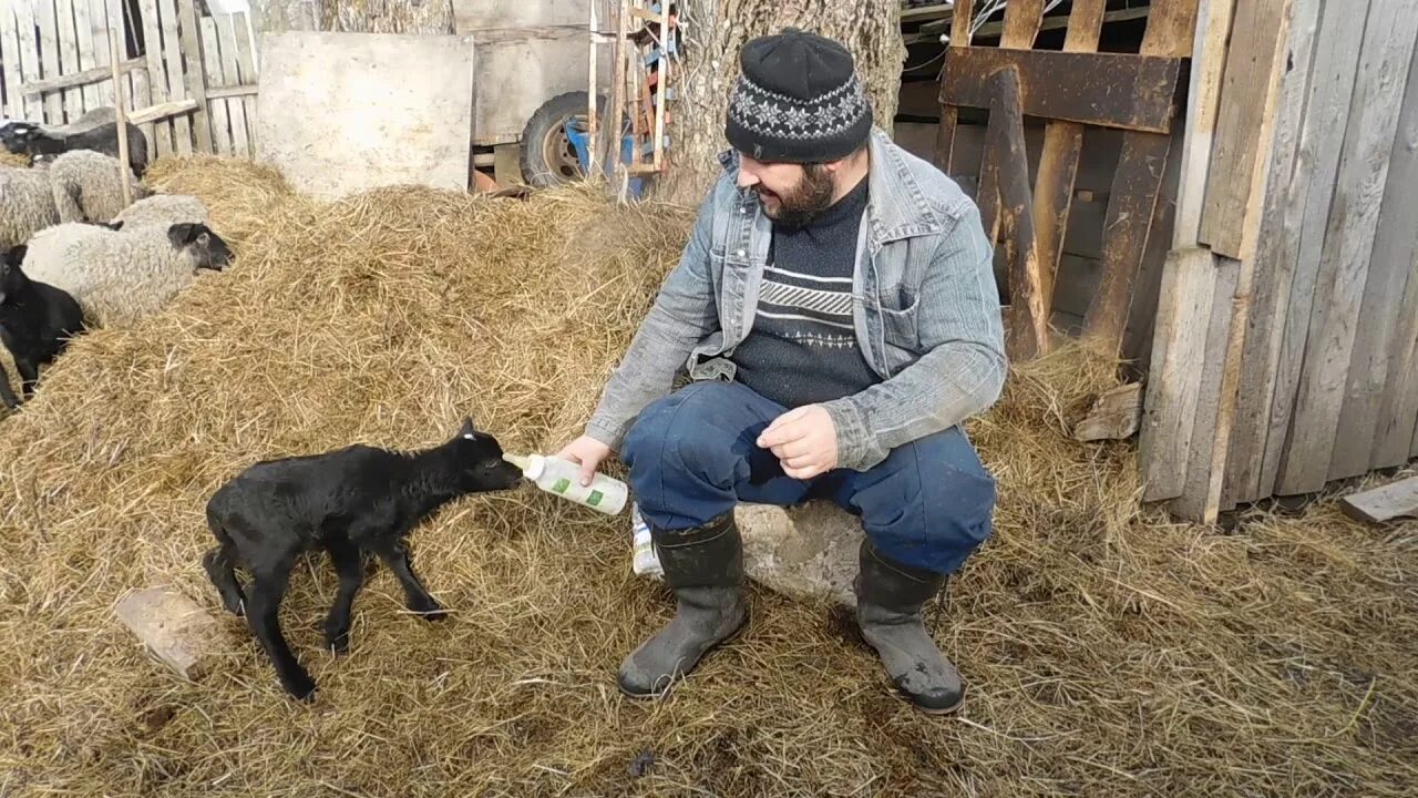 Группа подсосных овец. Атис сх племрепродуктор романовской породы. выпойка романовских ягнят. племзавод романовская порода. кормление романовских овец.