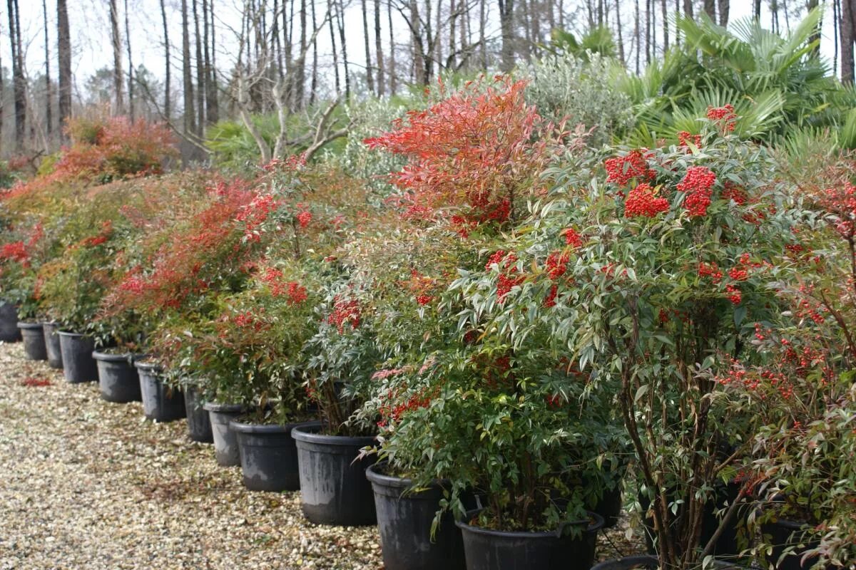 Nandina domestica. Нандина кустарник. Нандина Файер Пауэр.