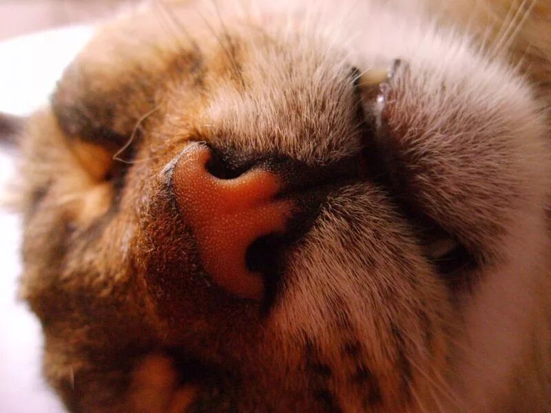 Мокрый нос у кота. Нос кота. Большой кошачий нос.