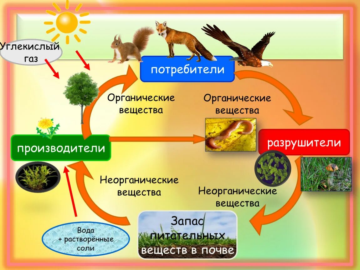 Роль лисы в биологическом круговороте. Модель круговорота жизни 3 класс окружающий мир. Великий круговорот жизни 3 класс доклад. Круговорот жизни 3 класс. Великий круговорот жизни производители.