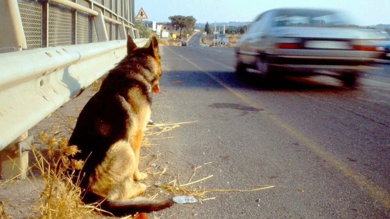 Собака на дороге. Собака на улице. Выброшенные на улицу собаки.