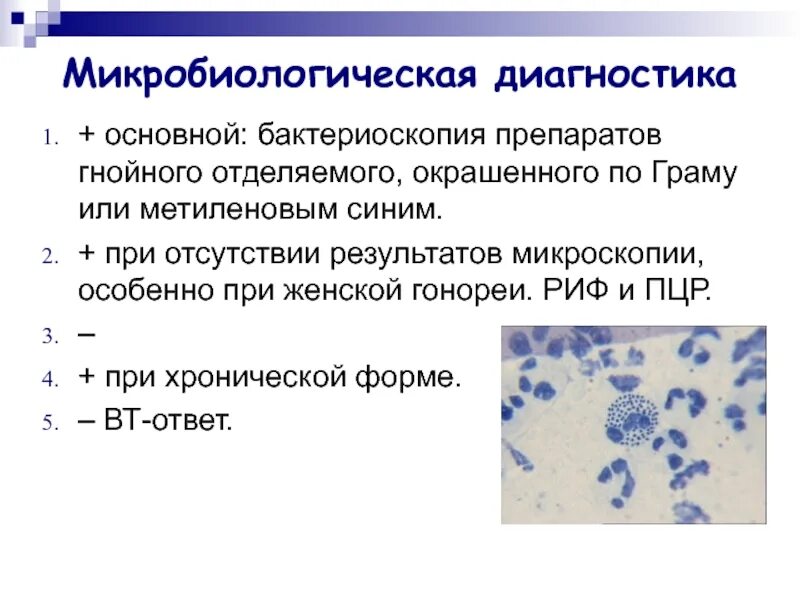 Бактериоскопия мазка. Бактериоскопия мазка