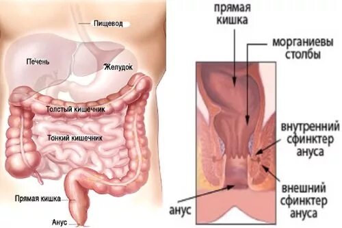 В прямую кишку или