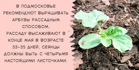 Расстояние посадки арбуза в грунт