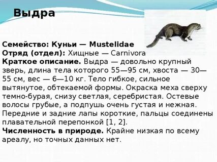 Выдра сообщение