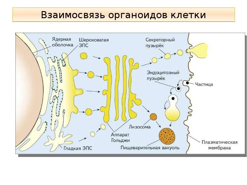 Взаимосвязь одномембранных органоидов. Взаимосвязь одномембранных органоидов клетки. Взаимосвязь функций органоидов клетки схема. Взаимосвязь одномембранных органоидов клетки рисунок. Внутренняя среда клеток органоид