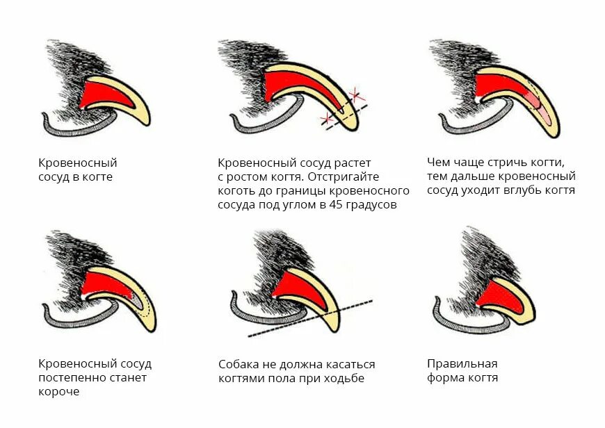 Сколько подстригать когти кошке. Схема подстригания когтей у собак. Схема стрижки когтей у собак. Схема обрезки когтей у собак. Схема обрезки когтей у собак в домашних условиях.