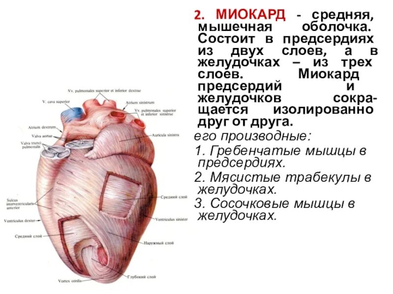 Чем отличается предсердие от желудочка. Слои миокарда желудочков. Мышцы сердца миокард перикард. Строение миокарда предсердий и желудочков. Схема слоев миокарда предсердий и желудочков сердца.