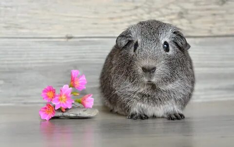 Pig rabbit