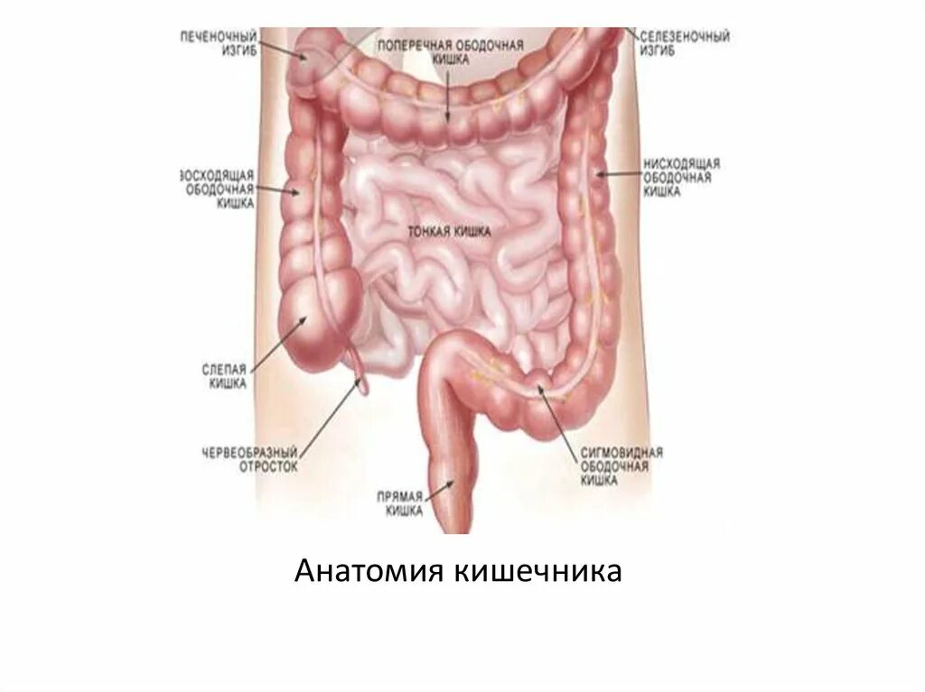 Слепая и ободочная кишка. Селезеночный изгиб ободочной кишки. Строение ободочной кишки анатомия. Поперечная ободочная кишка анатомия. Купол слепой кишки схема.