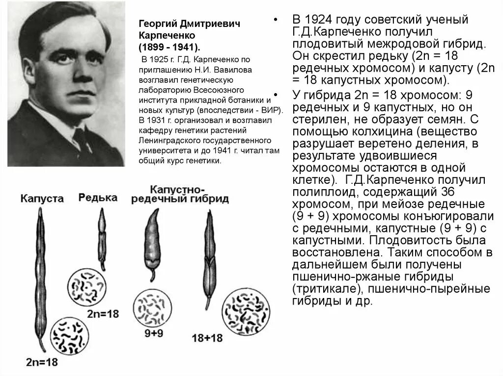 Капустно редечный гибрид. Капустно редечный гибрид