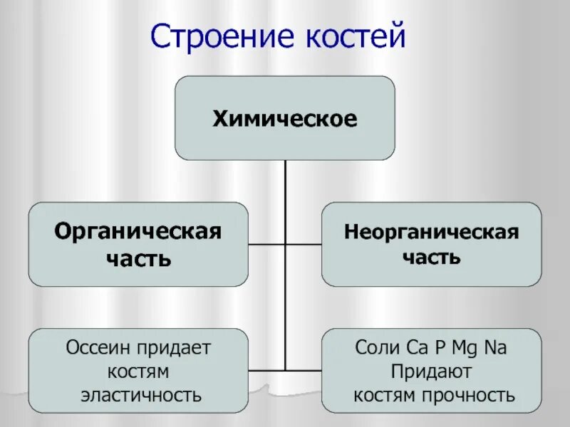 Какое свойство придают костям минеральные вещества. Химическое строение костей. Строение кости органическая и неорганическая части. Строение костей неорганического. Химический состав и классификация костей.