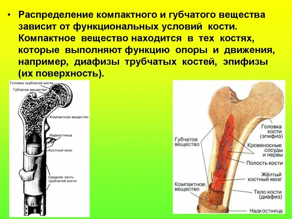 Губчатое и компактное вещество строение функции. Кость компактное и губчатое вещество. Надкостница компактное и губчатое вещество. Компактное вещество и губчатое вещество кости. Компактное вещество кости состоит из