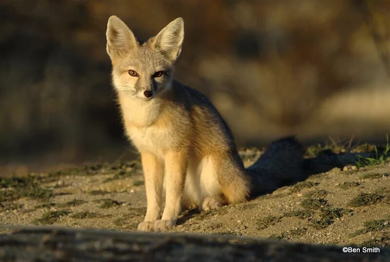 Kit fox. Фенек животное. Пустынная лиса. Фенек в пустыне. Лисы в пустыне.