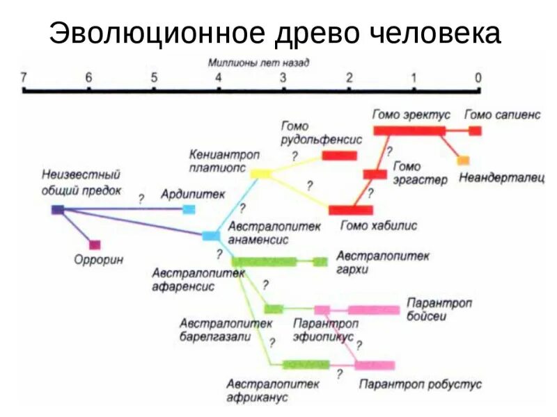 Древо эволюции человека. Эволюционное Древо человека Дробышевский. Филогенетическое Древо человека. Эволюционное Древо гоминид схема. Этапы эволюции схема