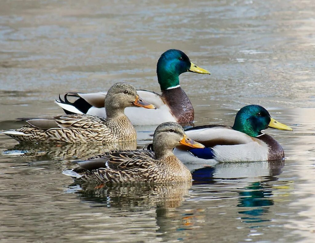 Кряква утка. Кряква селезень. Дикая утка кряква. Дикие утки кряквы. Утка кряква самка.