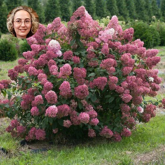 3 d модель можжевельник обыкновенный. Шпалерная подвязка крыжовника. Скумпия кожевенная royal purple. Кустов м в цена победы книга картинка. Кустарники травы и деревья это что начальная школа.