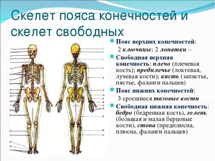 Скелет туловища конспект 8 класс