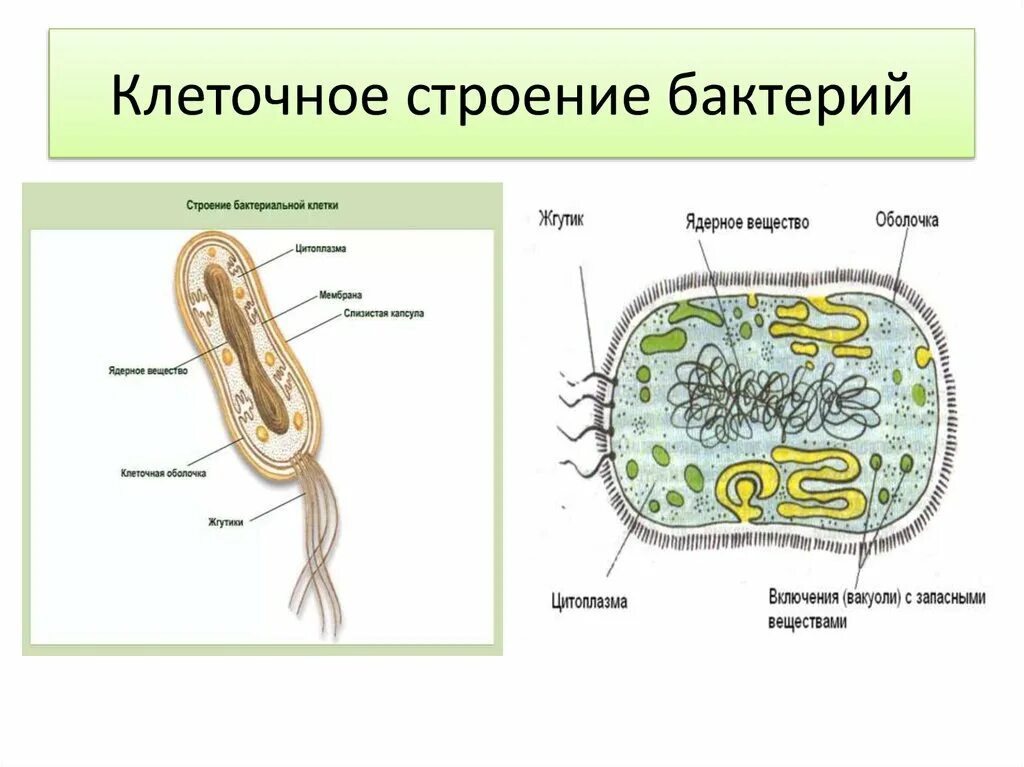 Строение бактериальной клетки рисунок. Строение бактериальной клетки с органеллами. Строение бактериальной клетки 6 класс биология. Строение клетки бактерии 5 класс.