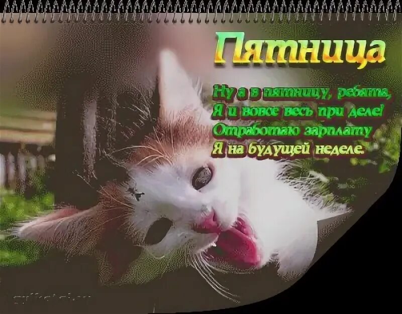 Стихотворение про пятницу. Смешные высказывания про пятницу. Стишки про пятницу прикольные. Поздравления с пятницей открытки. Пятница картинки прикольные.
