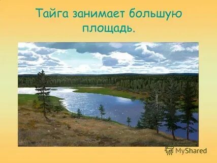 Наибольшие площади в тайге занимает древесная