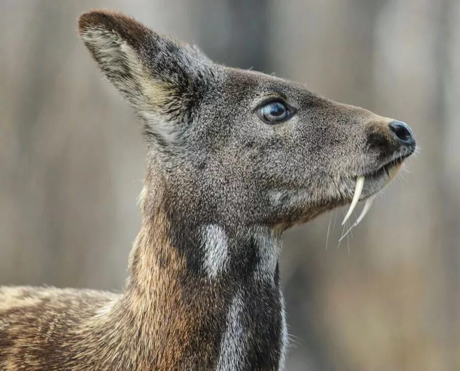 сибирская кабарга. сибирская кабарга череп. зачем кабарге клыки. кабарга алтай. сибирская кабарга.