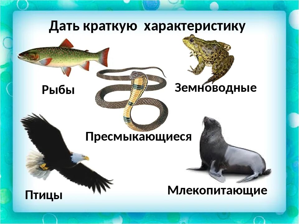 Млекопитающие и пресмыкающиеся и земноводные. Рыбы земноводные пресмыкающиеся птицы млекопитающие. Млекопитающие, землеводные, пресмыкающие. Амфибии млекопитающие рептилии рыбы птицы.