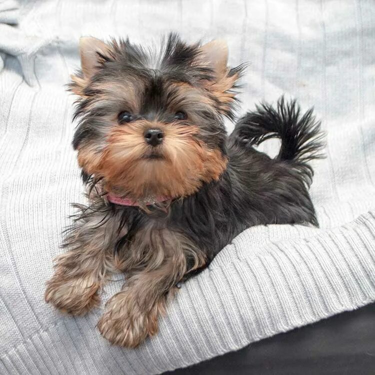 йоркширский терьер цена в рублях щенка чита. питомник кане пер ла вита йорки. йоркширский терьершенки. продажа собак к чепецк. йоркширский терьер мини спб.