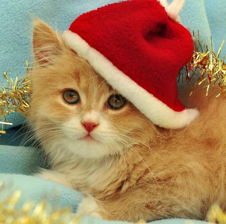 Новогодняя кошечка. Котенок в новогодней шапке. Кот новый год. Новый год котики. Новогодние котят.