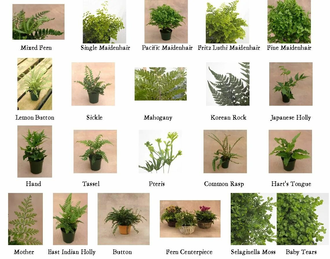 Types of Plants. Виды Plants. Indoor Plants Types. Types of houseplants.