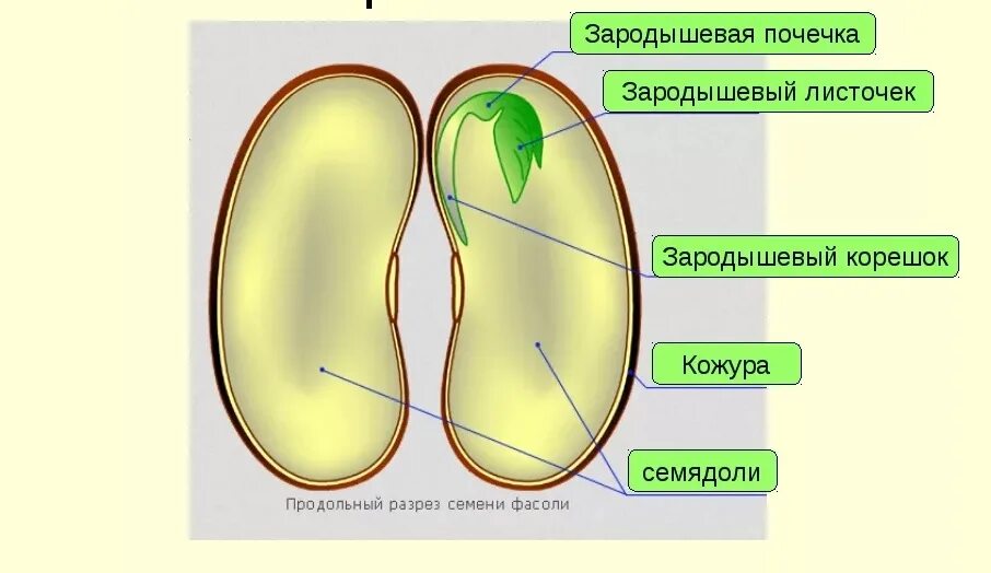 Какое строение имеют семена двудольных растений. Строение двудольного семени. Строение семени двудольного растения фасоли рисунок. Строение семени однодольного растения. Строение семени двудольного растения фасоли.