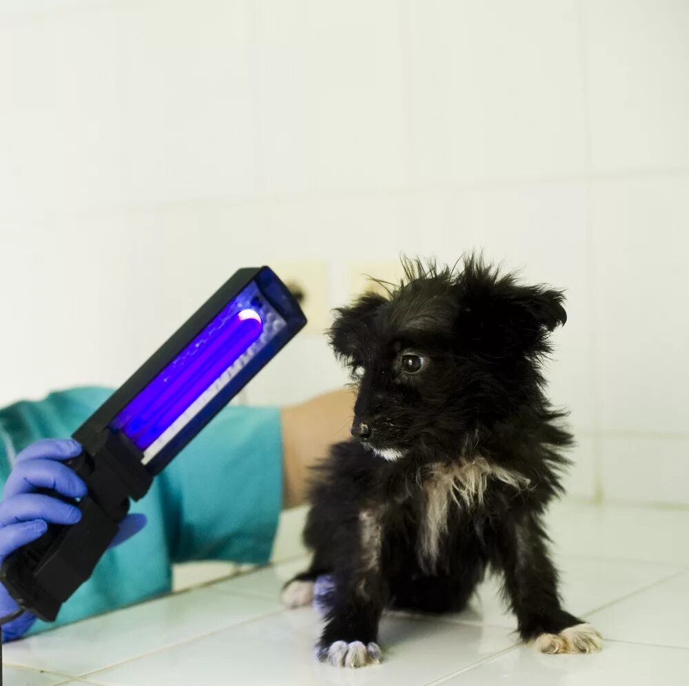 собаки ультрафиолет. лампа вуда олдд-01. микроспория под лампой вуда у животных. инфракрасное излучение животные. ультрафиолетовая тест.