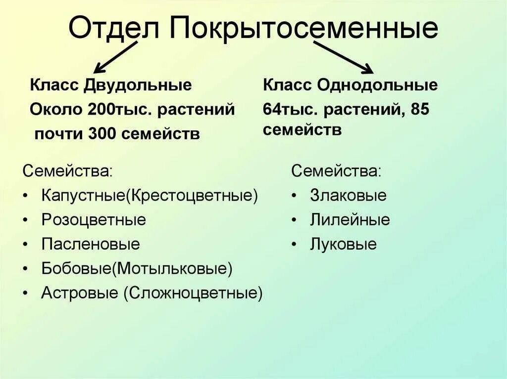 Покрытосеменные растения примеры 6 класс