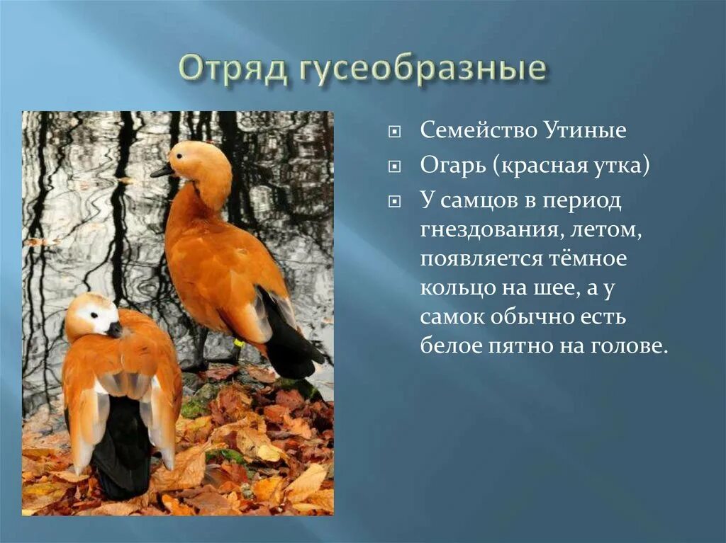 Гусеобразные значение в природе и жизни человека. Значение гусеобразных. особенностями отряда гусеобразные являются. гусеобразные презентация. отряд гусеобразные классификации.