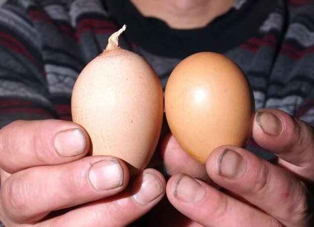 Яйца антистресс. Яйца необычной формы. Яйца ящерицы вылупление. Маленькие куриные яйца. Strange egg.