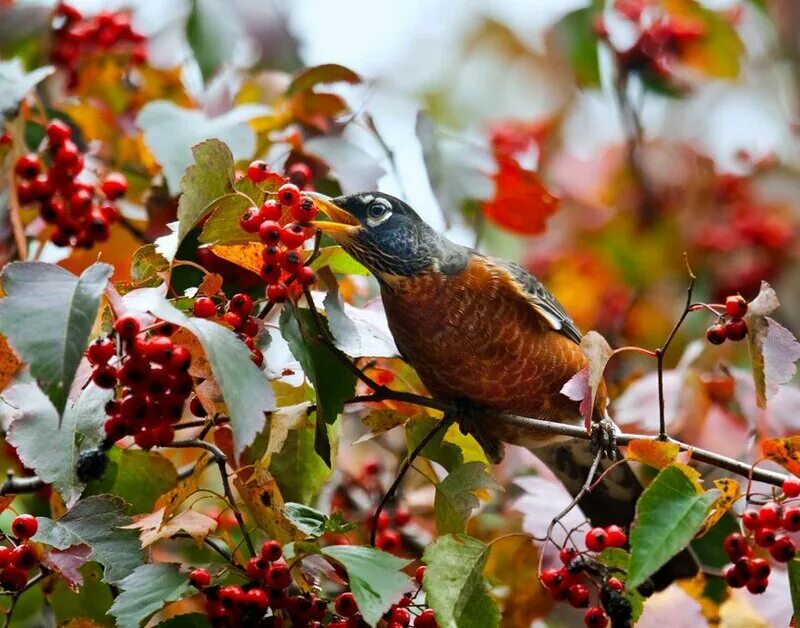 каких птиц ты видел. каких птиц ты видел. как видят птицы. птицы снегири, синицы воробьи зимующие. витю видел какая птица.
